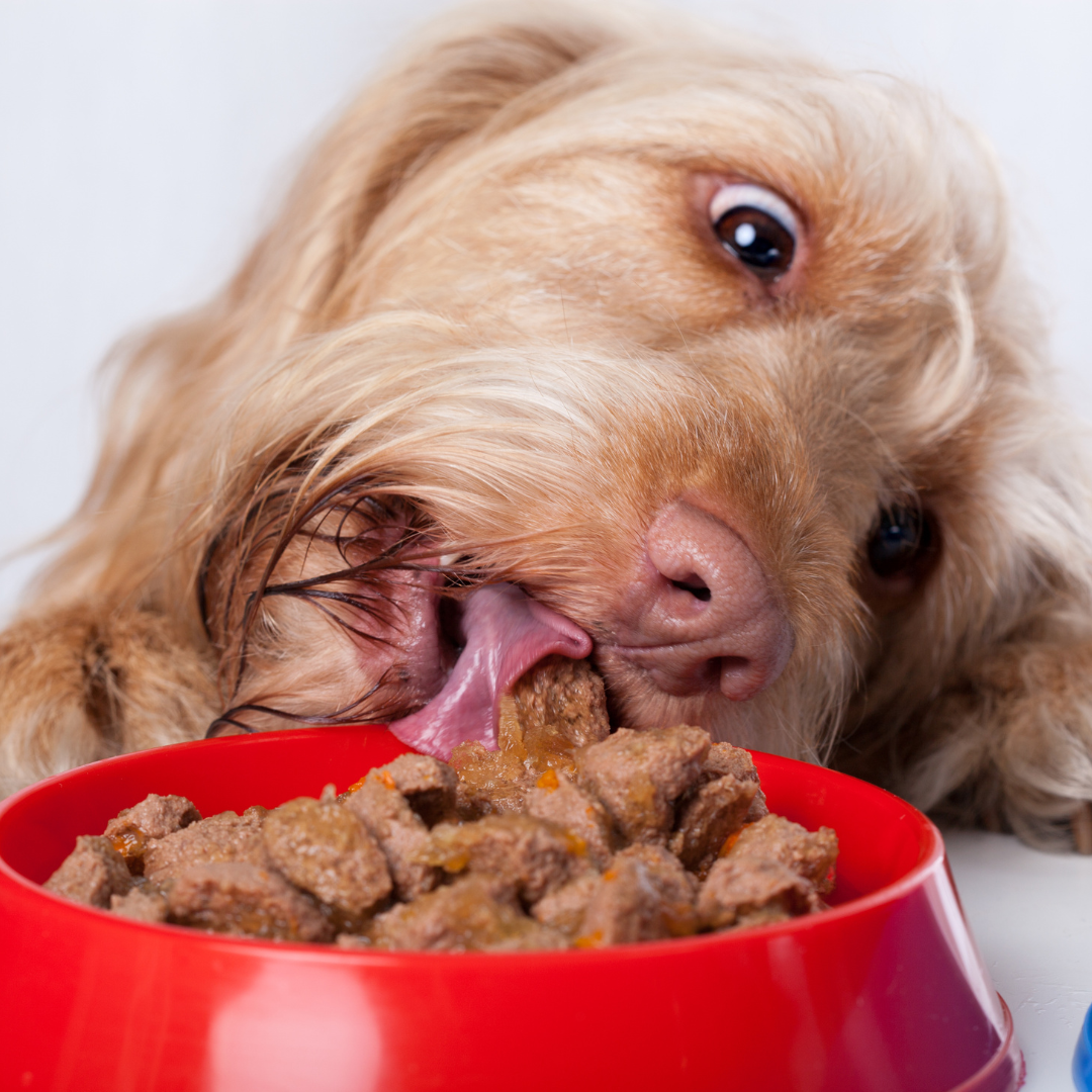 Can puppies eat sales wet dog food